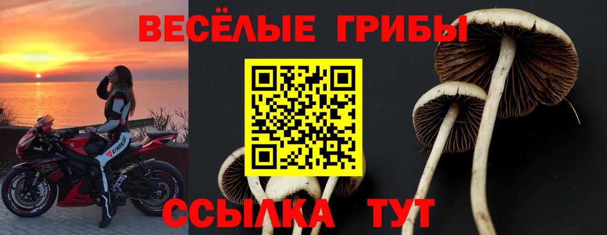 Псилоцибиновые грибы Psilocybine cubensis Узловая